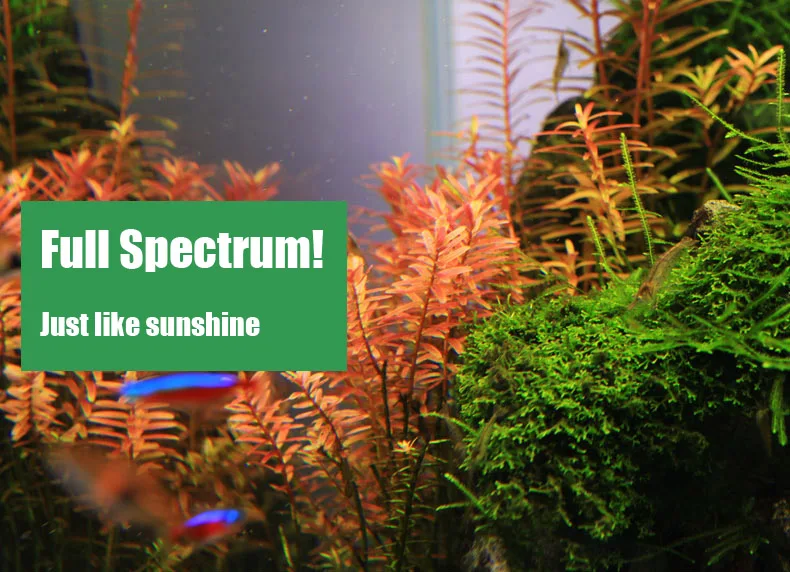 Chihiros C Series ADA Style Pl - Aquarium Plant Diseases recension och pris