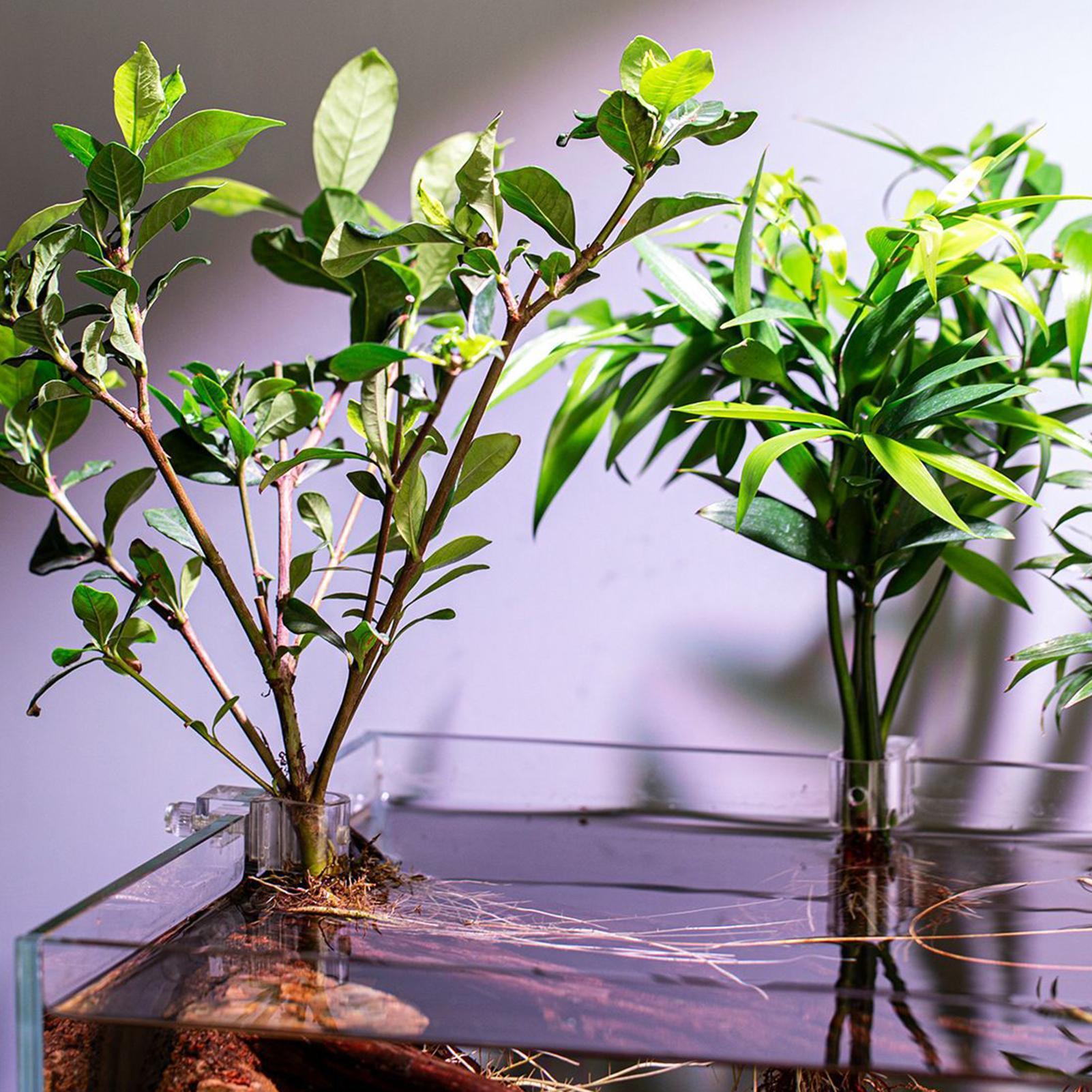 6pcs Aquarium Plant Holders Cl - Aquarium Plant Diseases recension och pris