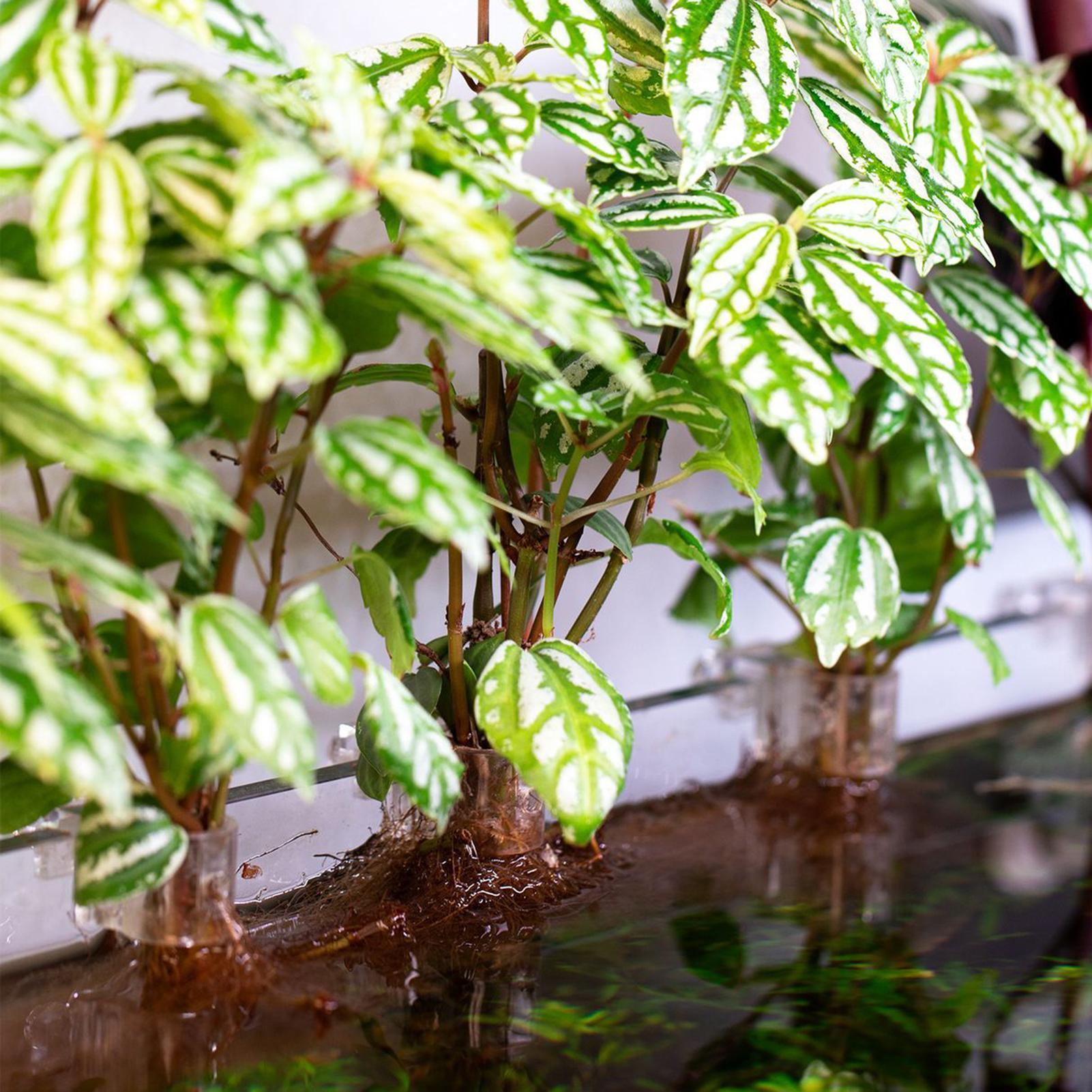6pcs Aquarium Plant Holders Cl - Aquarium Plant Diseases recension och pris