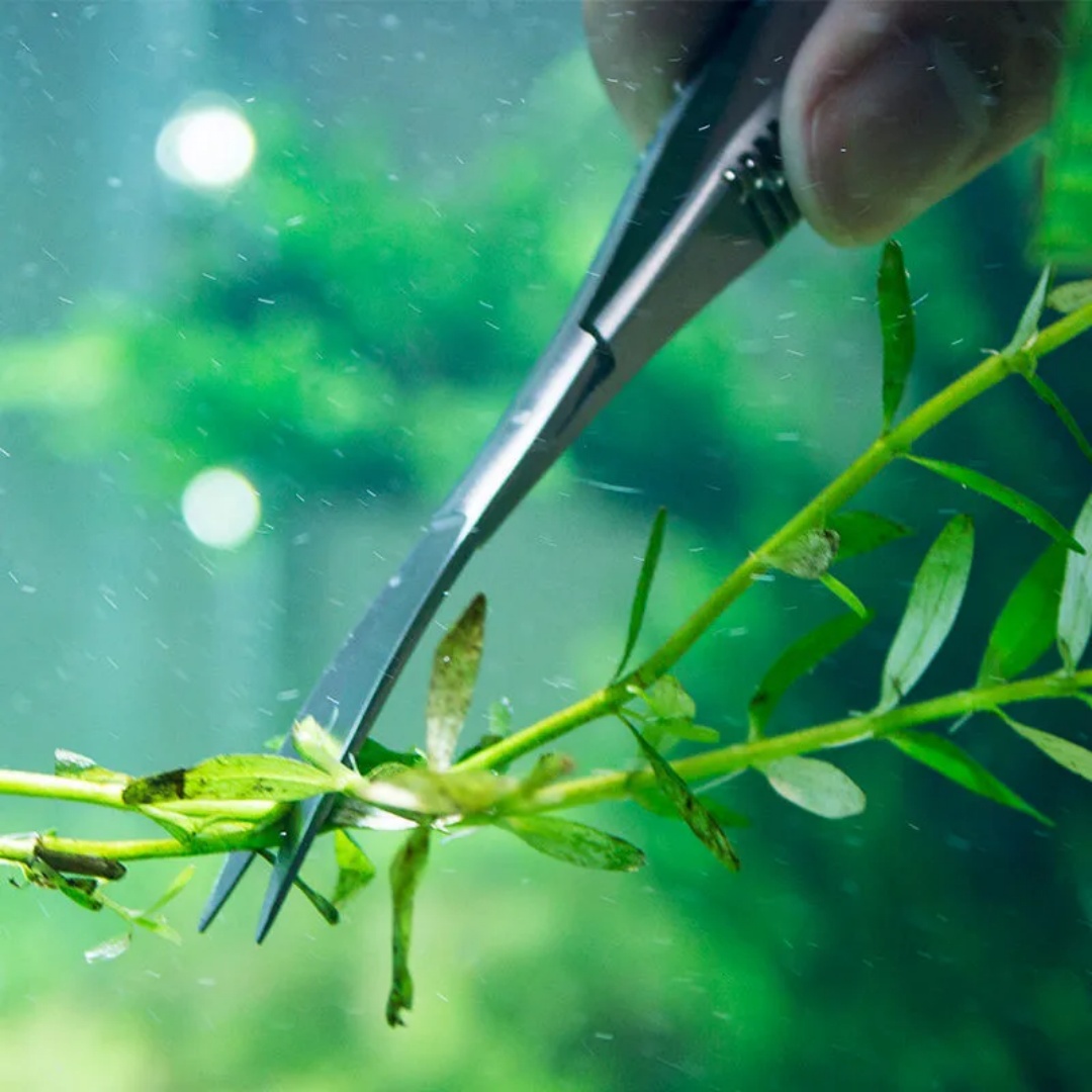 Curved Straight Spring Scissor - Aquarium Plant Utensils recension och pris